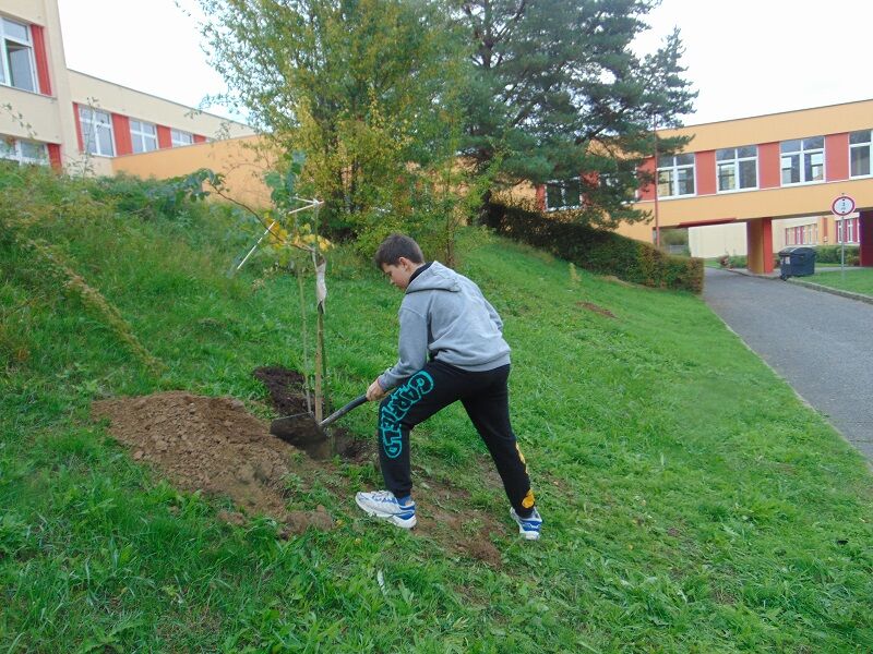 Podzimní výsadba