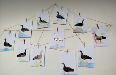 Africká divočina – Husice nilská