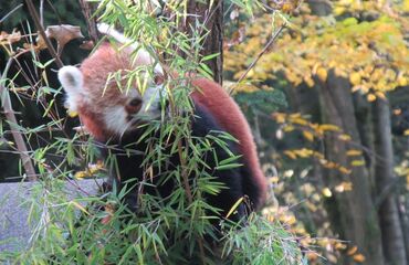 Základní škola, Česká Lípa, 28. října 2733, příspěvková organizace