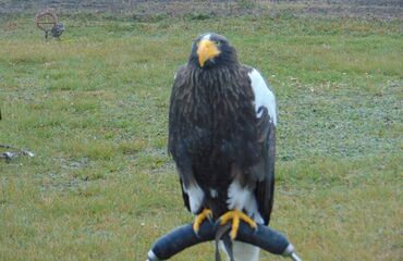 Zayferus na naší škole