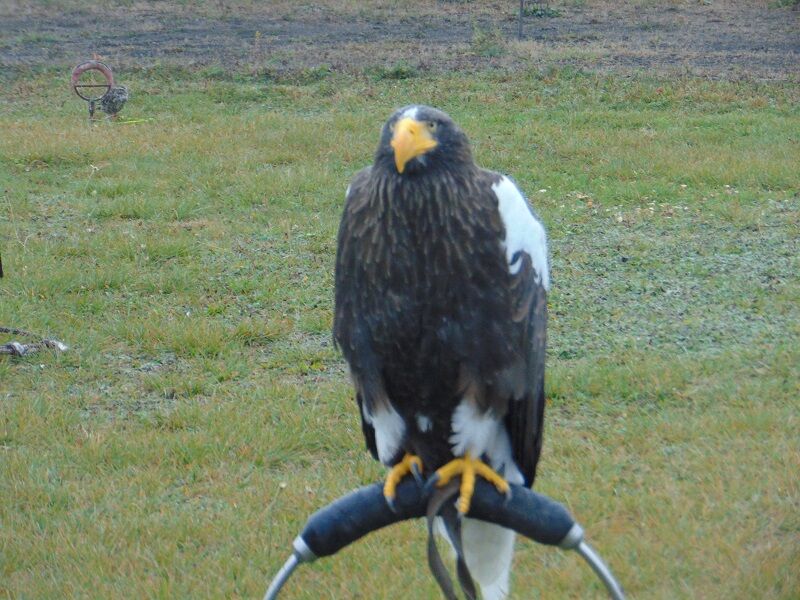 Zayferus na naší škole