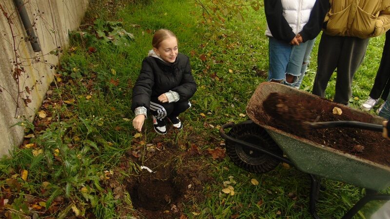Nové růže vysazeny