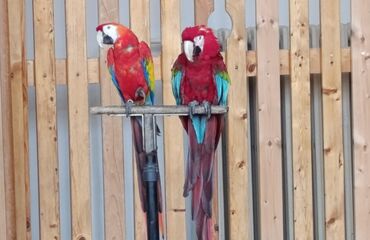 Základní škola, Česká Lípa, 28. října 2733, příspěvková organizace