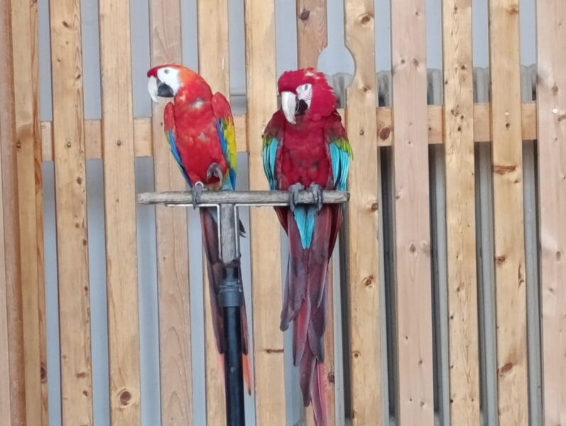 Exotičtí ptáci ve školní družině